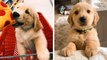 See How Adorable These Golden Puppies Are! Do You Love This Cute Puppies | HaHa Animals