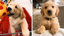 See How Adorable These Golden Puppies Are! Do You Love This Cute Puppies | HaHa Animals