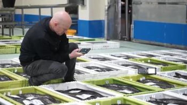 Puerto de Celeiro pretende avalar con QR la fiabilidad de un 30 % de la merluza española