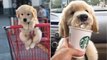 Made Your Day with These Funny and Cute Golden Retriever Puppies | HaHa Animals