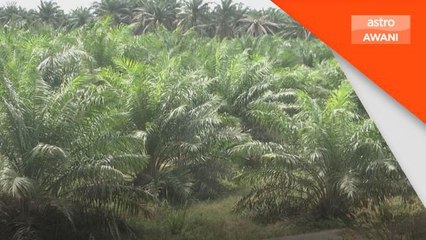 Agrokomoditi | Sektor Agrokomoditi sumbang RM61.3 bilion kepada KDNK negara - Fadillah