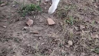 Cute Cat  Video By Kingdom Of Awais
