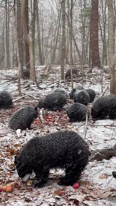 bear enjoy winter