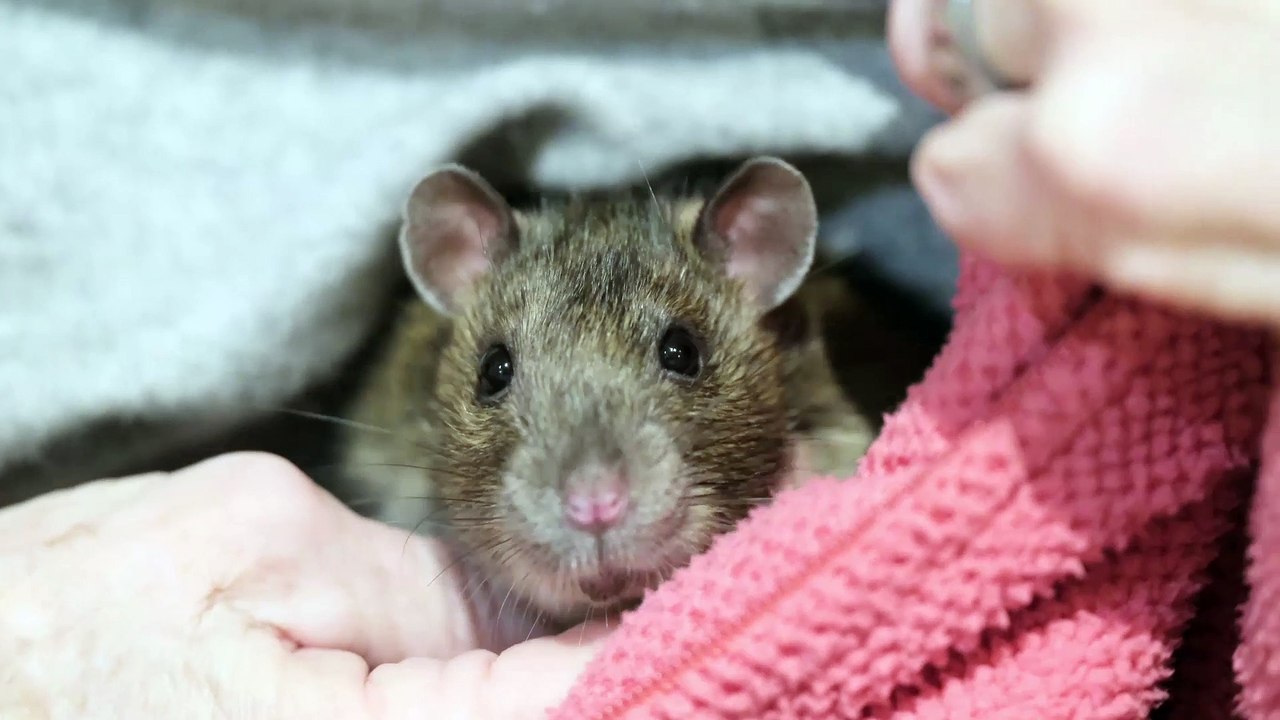 Pet rat Ratty saves Peterborough woman's life