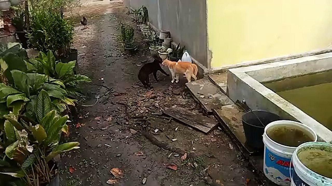 City Thugs Vs Village Thugs