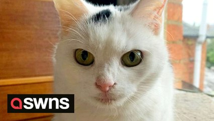 Britain's most unwanted cat who can't meow and is toothless has finally found her forever home