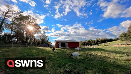 US woman quits job as make-up artist and opens rescue centre which is home to 180 disabled farm animals
