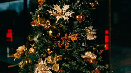 Deshalb können Zecken im Weihnachtsbaum überleben