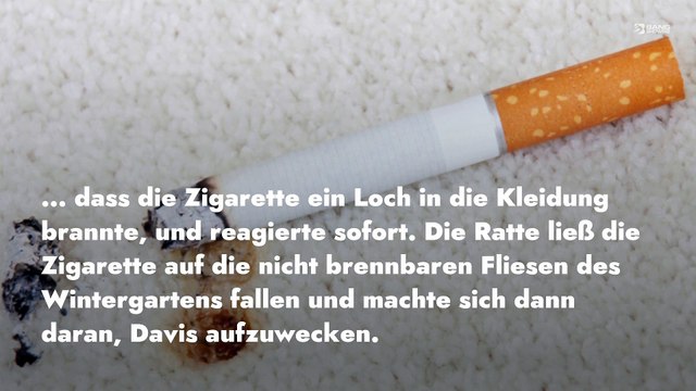 Haus-Ratte verhinderte, dass Haus abbrannte