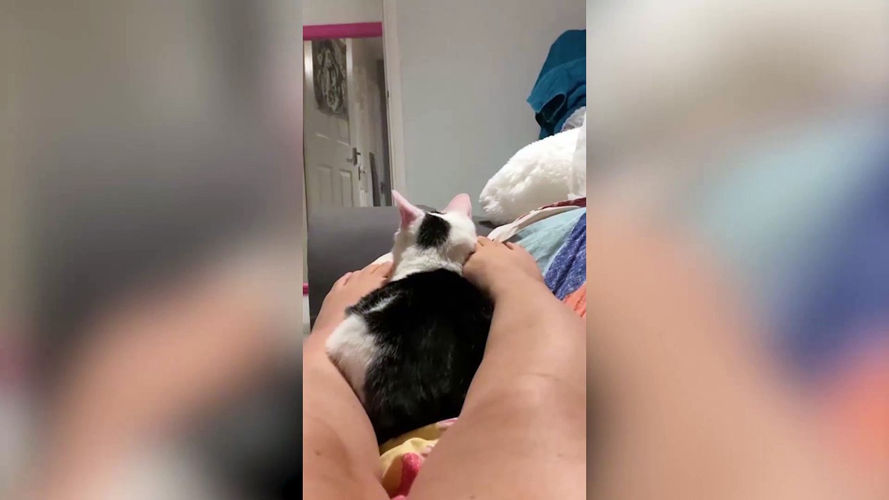 Toothless Milton Keynes cat who can't meow finds forever home after MK Citizen story goes national