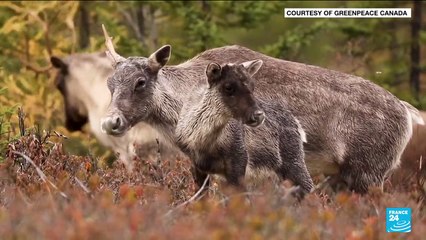 Endangered caribou, emblem of biodiversity crisis