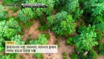 식사 전 섭취하면 식욕 억제와 과식을 막는 ▸시서스◂ TV CHOSUN 20221215 방송