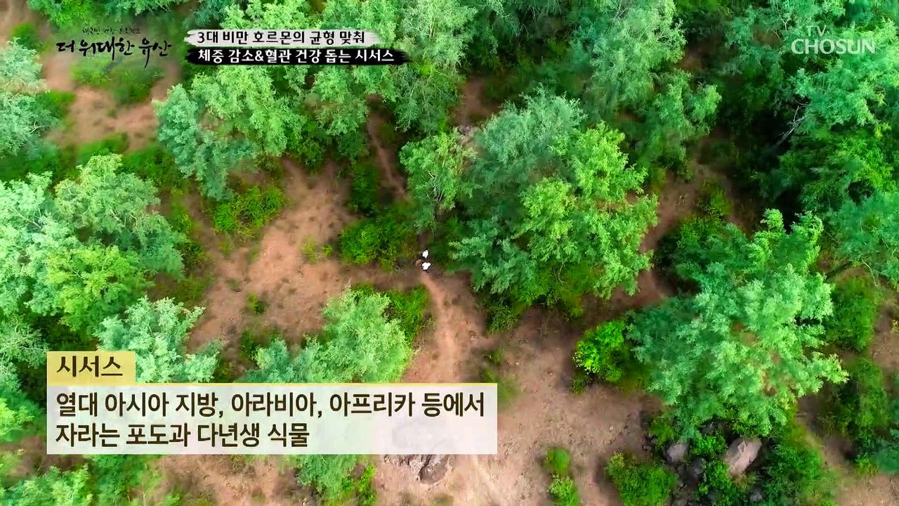 식사 전 섭취하면 식욕 억제와 과식을 막는 ▸시서스◂ TV CHOSUN 2022121...