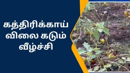 கிருஷ்ணகிரி: கத்திரி விலை கடும் வீழ்ச்சி! விவசாயிகள் கலக்கம்!