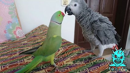 HOTTEST TRENDS FROM THE WORLD Of BEST ACTOR AND COMEDIAN A PARROT .