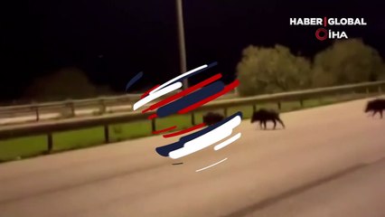 Kayda alırken çığlık attılar... İzmir'de otomobilin domuza çarpma anı kamerada