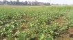 वैशाली: यूरिया खाद की किल्लत से किसानों को नहीं मिल रही मुक्ति, सरसों का फसल हो रहा बर्बाद