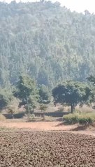 Kanha jangal ki video hai kabhi ghune jaye to dekhna bahut hi Ghana jangal hai