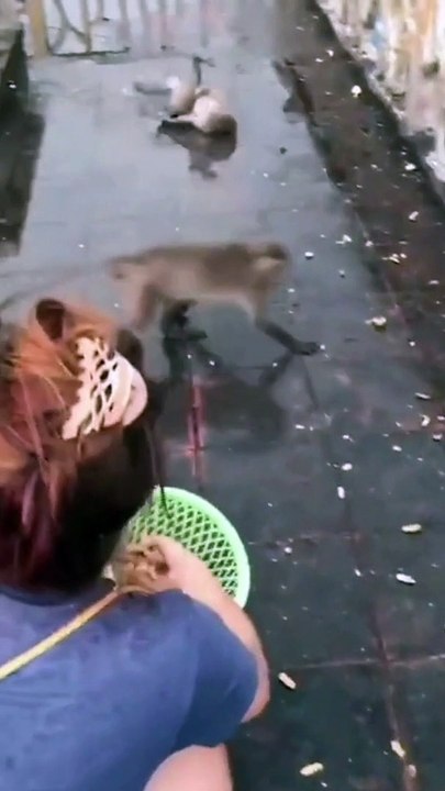 Funniest Animals  - Best Of The 2022 Funny Animal Videos  - Cutest Animals Ever