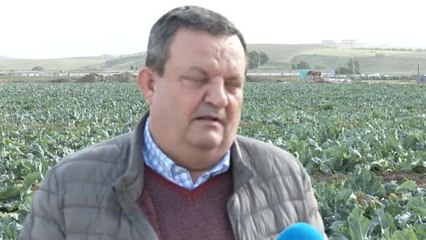 Los agricultores celebran la lluvia como maná para sus cosechas
