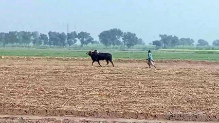 Amazing bull race on Sonu pk channel.