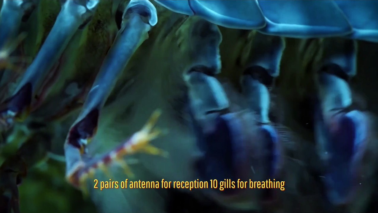 Mantis shrimp have a punch speed like a bullet