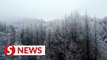 Snow falls in Qinling Mountains