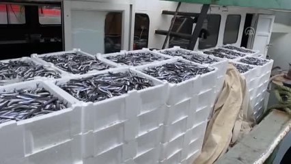 Balıkçılar limana kasalar dolusu hamsiyle döndü
