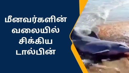 ராமநாதபுரம்:மீனவ நண்பனை மீண்டும் கடலில் விட்ட மீனவர்கள்.!