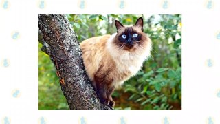 16 Beautiful Colorpoint Cat Breeds_HD