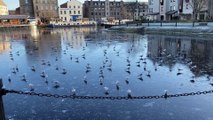 Birds stand on the frozen Water of Leith in Edinburgh