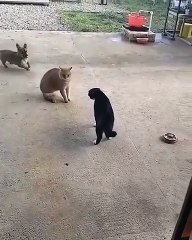 Two cat arguing, But the puppies Behind get excited