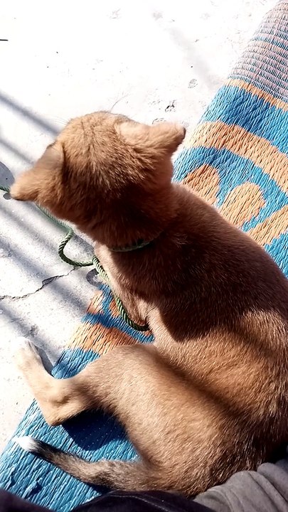 Baby dogs