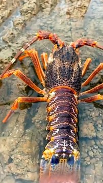 Catching Seafood Fish, Clam, Octopus, Crab, Shrimp (Fishing Videos) Satisfying ASMR) #116fff