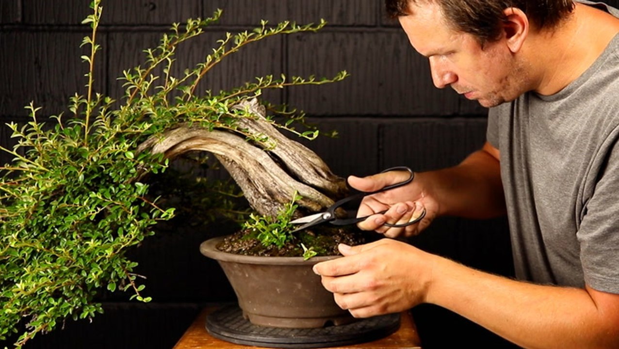 How an overgrown bonsai tree is professionally restored