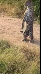 Leaperd | leaperd something new and realxing #shorts #short #viral