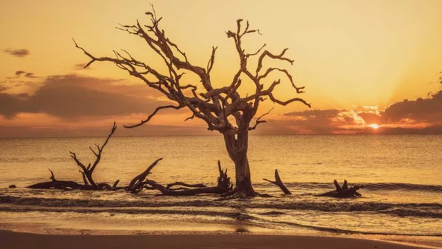 This Georgia Island Has One of the Best Beaches in the U.S. — Known for Its Unique and Beautiful Backdrop