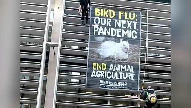 Animal rights activists scale Defra building in bird flu protest