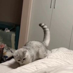 Cat's funny videos funny moments