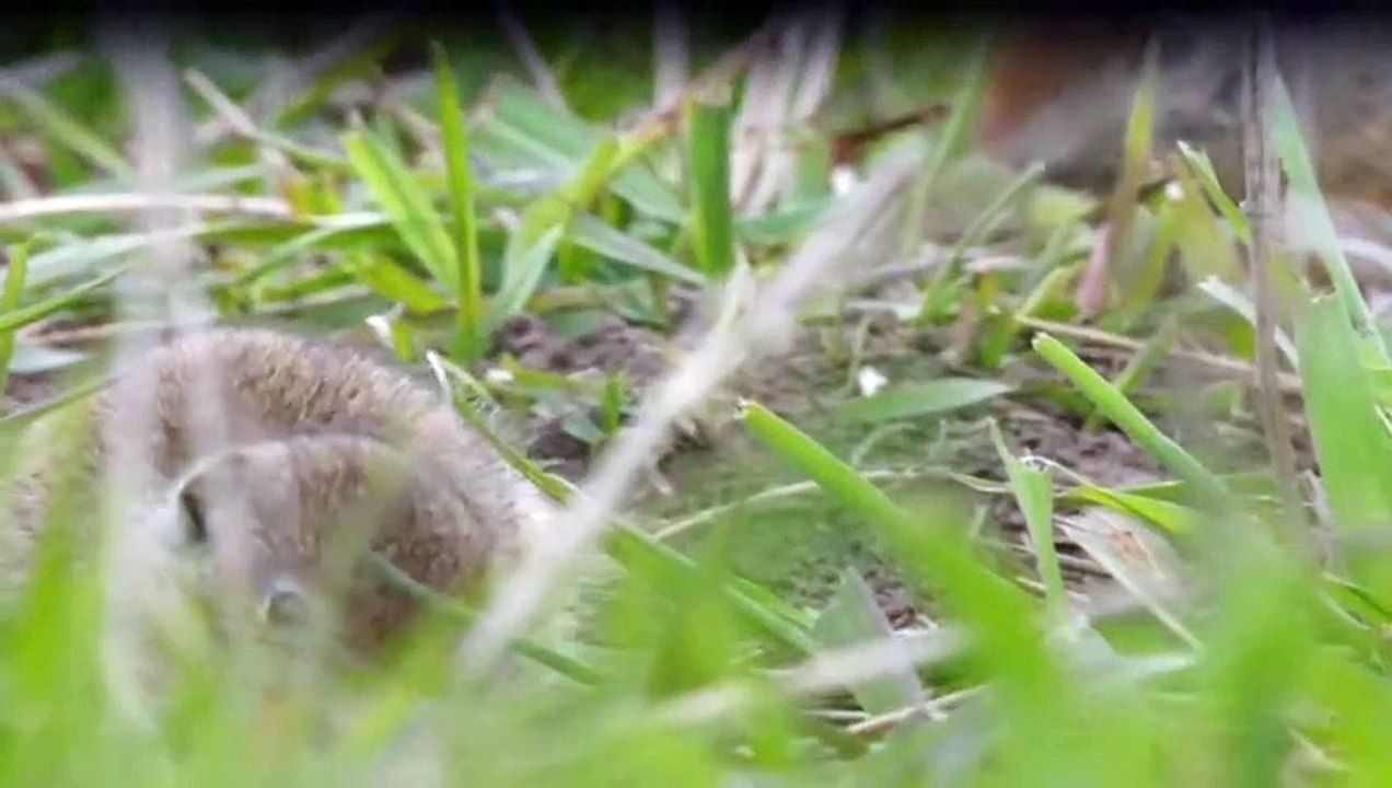 Yellowstone Nationalpark Staffel 1 Folge 2 - Part 01 HD Deutsch