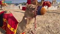 Repórter Tiago Salazar conhece deserto e passeia de camelo perto da Copa do Mundo