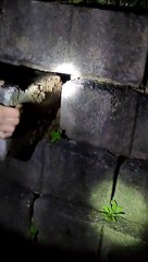 Venomous Night Adder Removed From Wall