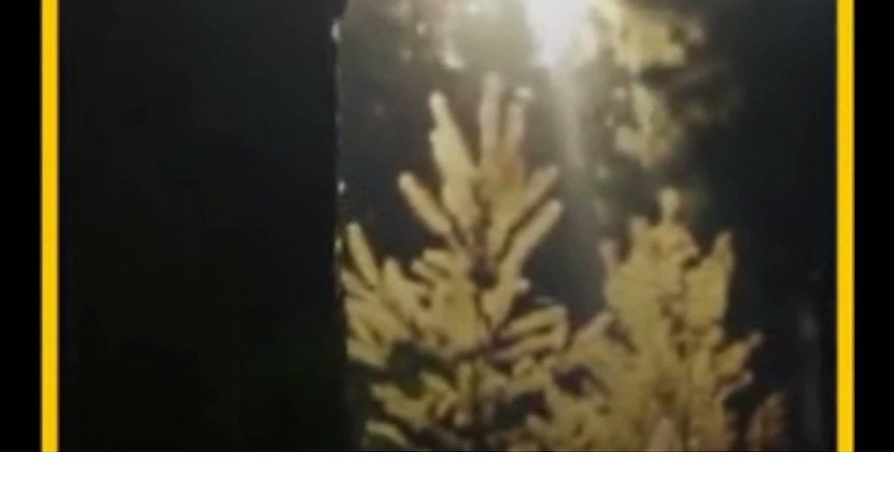 الشعراوي مختصر الدنيا