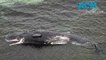 Crews work to remove the carcass of a whale before it attracts a 'shark feeding frenzy'