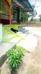 goats are trying to enjoy with random things