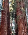 Persona camina entre los arboles Gigantes  (Sequoia gigante)