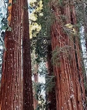 Persona camina entre los arboles Gigantes (Sequoia gigante)