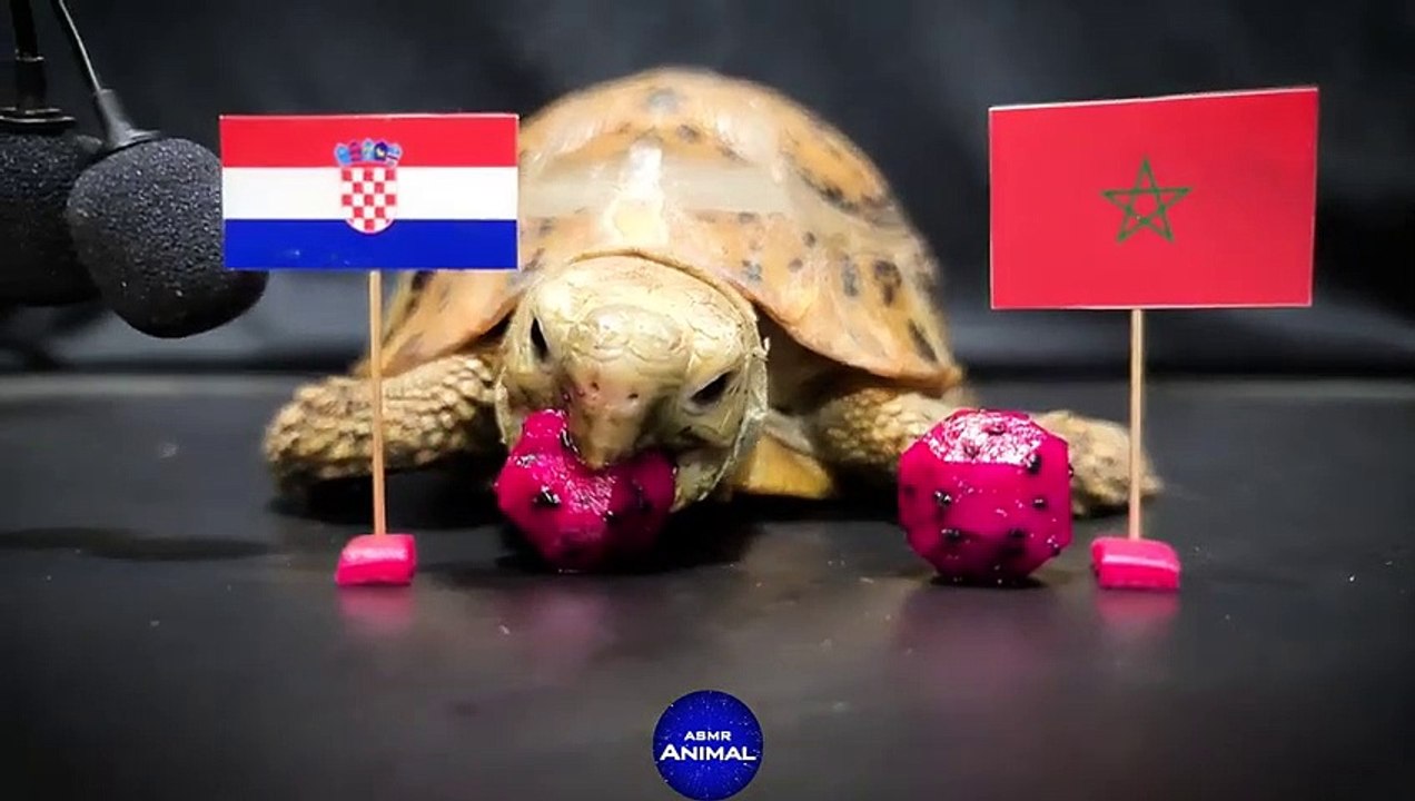 Croatia vs Morocco - World Cup 2022 Third Place Prediction  Turtle Tortoise Eating ASMR