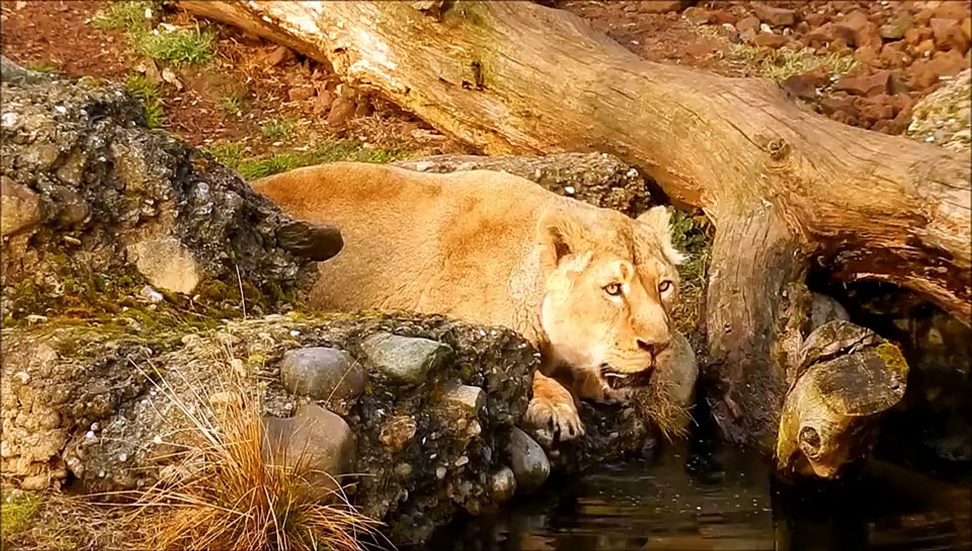 ⁣Lion - Sher animal pets beautiful Nice Video