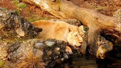 Lion - Sher animal pets beautiful Nice Video
